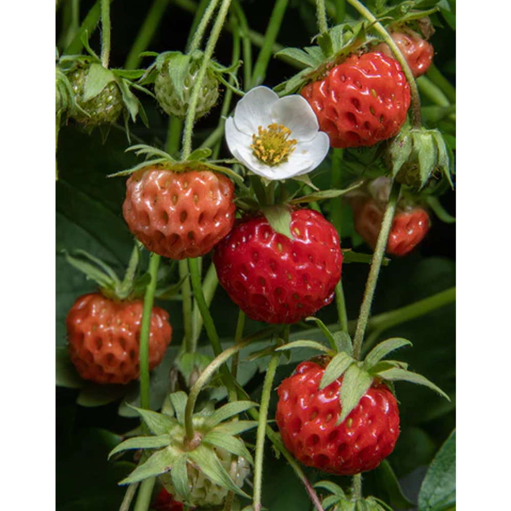 TIPTREE – LITTLE SCARLET